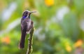 Bruine Violetoorkolibrie, Brown Violetear, Colibri delphinae