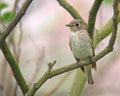 Bruine vliegenvanger, Asian Brown Flycatcher,Muscicapa latirostris Royalty Free Stock Photo