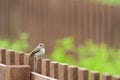 Bruine Vliegenvanger, Brown Flycatcher, Muscicapa dauurica Royalty Free Stock Photo