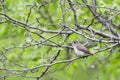 Bruine Vliegenvanger, Brown Flycatcher, Muscicapa dauurica Royalty Free Stock Photo