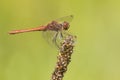 Bruinrode heidelibel, Common Darter, Sympetrum striolatum