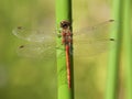 Bruinrode heidelibel, Common Darter, Sympetrum striolatum Royalty Free Stock Photo