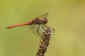 Bruinrode heidelibel, Common Darter, Sympetrum striolatum Royalty Free Stock Photo