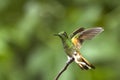 Bruinstaart-hoornkolibrie, Buff-tailed Coronet, Boissonneaua fla