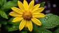 bruise arnica montana flower