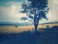 brumadinho Brazil natural landscape cattle