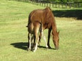 Brumby with her Foal at Mountain Thyme Sanctuary. Royalty Free Stock Photo