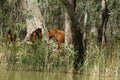 Brumby Horses in the Forest Royalty Free Stock Photo