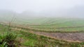 brume over rice terraced gardens