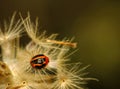 Brumoides suturalis lady beetle