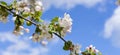 Brunch of apple tree with white flowers with blue sky and clouds on background