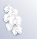 Brunch of beautiful orchids ,paper craft, template