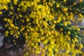 Brunch of beautiful yellow mimosa. Spring Background, Rustic flowers. still life