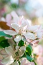 Brunch with blossom white apple tree flowers in backlight in springtime on blurred background Royalty Free Stock Photo