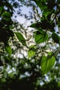 Brunch with blossom white apple tree flowers in backlight in springtime Royalty Free Stock Photo