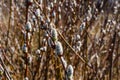 Brunch of the blossoming pussywillow on early spring Royalty Free Stock Photo