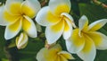 Brunch of blossoming yellow tiare flowers Royalty Free Stock Photo