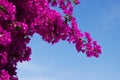 Brunch of Bougainvillea flowers against sky