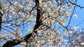 Brunch of cherry with flowers