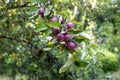 Brunch with many red apples in the garden with sunlights Royalty Free Stock Photo