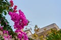 A brunch of a pink bougainvillea against a blue sky.