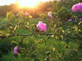 The branch of pink wild rose on the sunset. Royalty Free Stock Photo