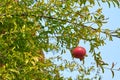 Pomegranate tree aganist a blue sky. Royalty Free Stock Photo