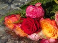 A brunch of roses in the water Royalty Free Stock Photo