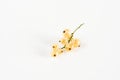 Brunch of Tasty Beautiful Ripe Currant Berry White Currant White Background Copy Space Horizontal