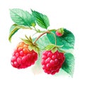 Brunch of two ripe raspberries with green leaves. Watercolor illustration