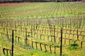 Brunello di Montalcino vineyards Royalty Free Stock Photo