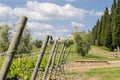 Brunello di Montalcino vineyards Royalty Free Stock Photo