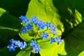 Blue flowers of Brunnera.