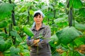 brunette czech woman picking cucumbers in hothouse