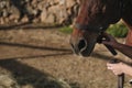 Brunette girl putting the reins on the horse's head Royalty Free Stock Photo