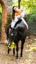 A brunette girl is sitting on horseback, a horse is eating yellow foliage. In the park. Royalty Free Stock Photo