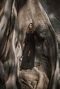 Brunette with long hair posing in a 700 years old Banyan tree. Bali, Indonesia Royalty Free Stock Photo