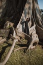 Women in long black dress on Banyan tree in summer day. Bali. Indonesia, Royalty Free Stock Photo