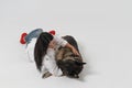 Brunette woman hugs thoroughbred Eastern European Shepherd dog. Young woman lies with dog on floor isolated on white