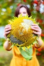 Brunette woman in yellow dress holds in hands ripe homemade sunflower with seeds. Autumn harvest photoshoot in garden. Helianthus