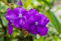 The Brunfelsia pauciflora Royalty Free Stock Photo