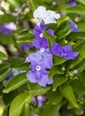 Brunfelsia pauciflora is an evergreen flowering shrub in the Solanaceae family