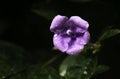 Brunfelsia Pauciflora (JazmÃÂ­n Paraguayo) Flower Royalty Free Stock Photo