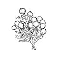 Brunia albiflora plant branch, black outline drawing with white fill.