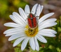 Brunia Beetle