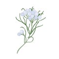 Brunia blooming flowers or inflorescences isolated on white background. Elegant detailed botanical drawing of beautiful