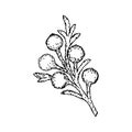 Brunia plant branch, black outline drawing with white fill.