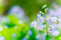 Brunnera flower Royalty Free Stock Photo