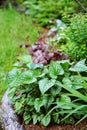 Brunnera `Jack Frost` planted in mixed border in combination with red heucheras