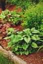 Brunnera `Jack Frost` planted in mixed border with pine bark pieces mulch on the ground